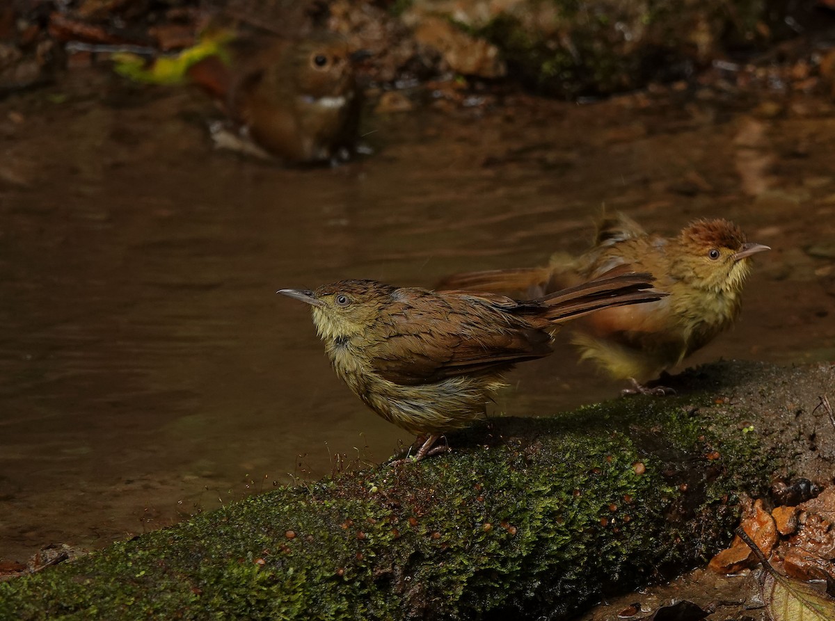 Cachar Bulbul - ML641423493