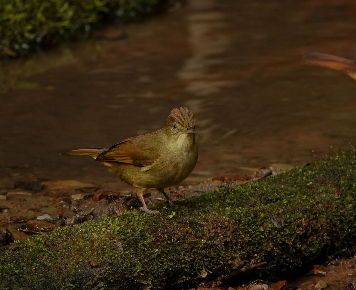 Cachar Bulbul - ML641423494