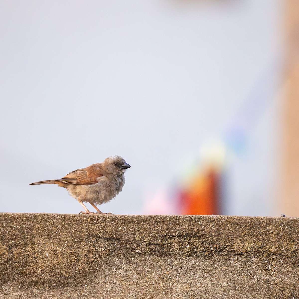 Northern Gray-headed Sparrow - ML641423495