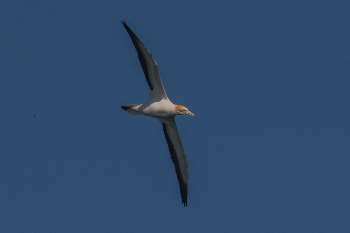 Australasian Gannet - ML641423496