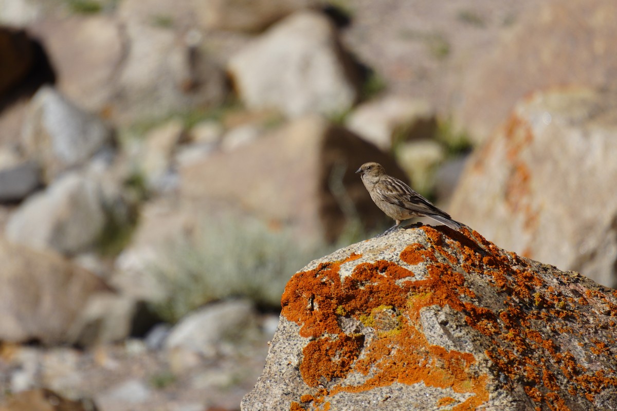 Plain Mountain Finch - ML641423497