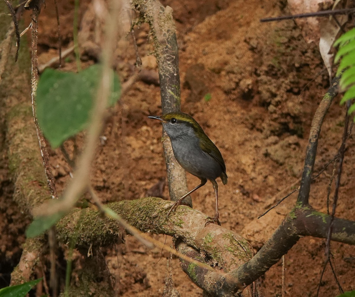 Gray-bellied Tesia - ML641423502