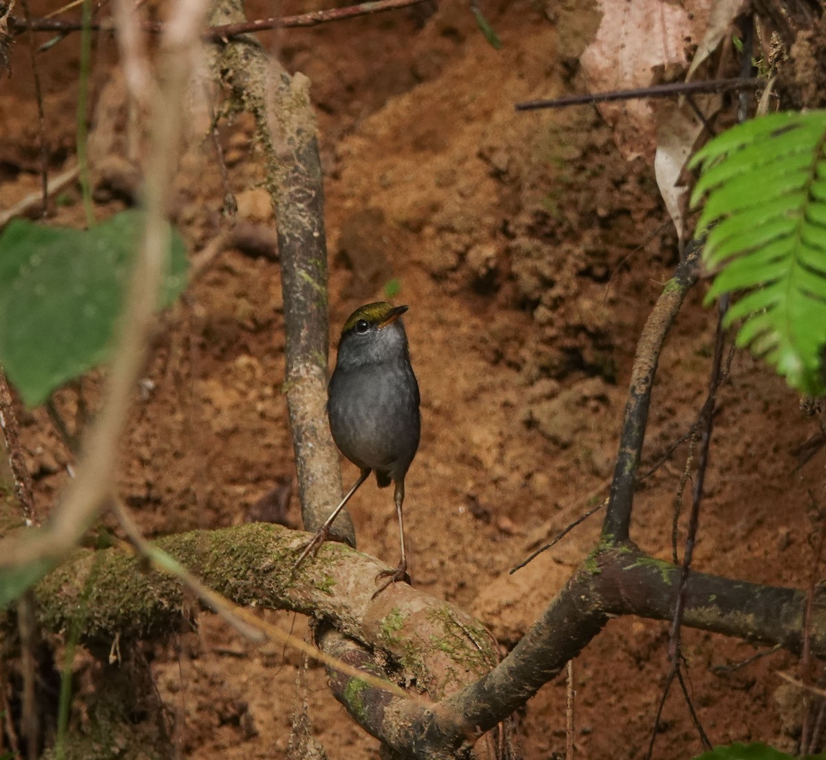 Gray-bellied Tesia - ML641423503
