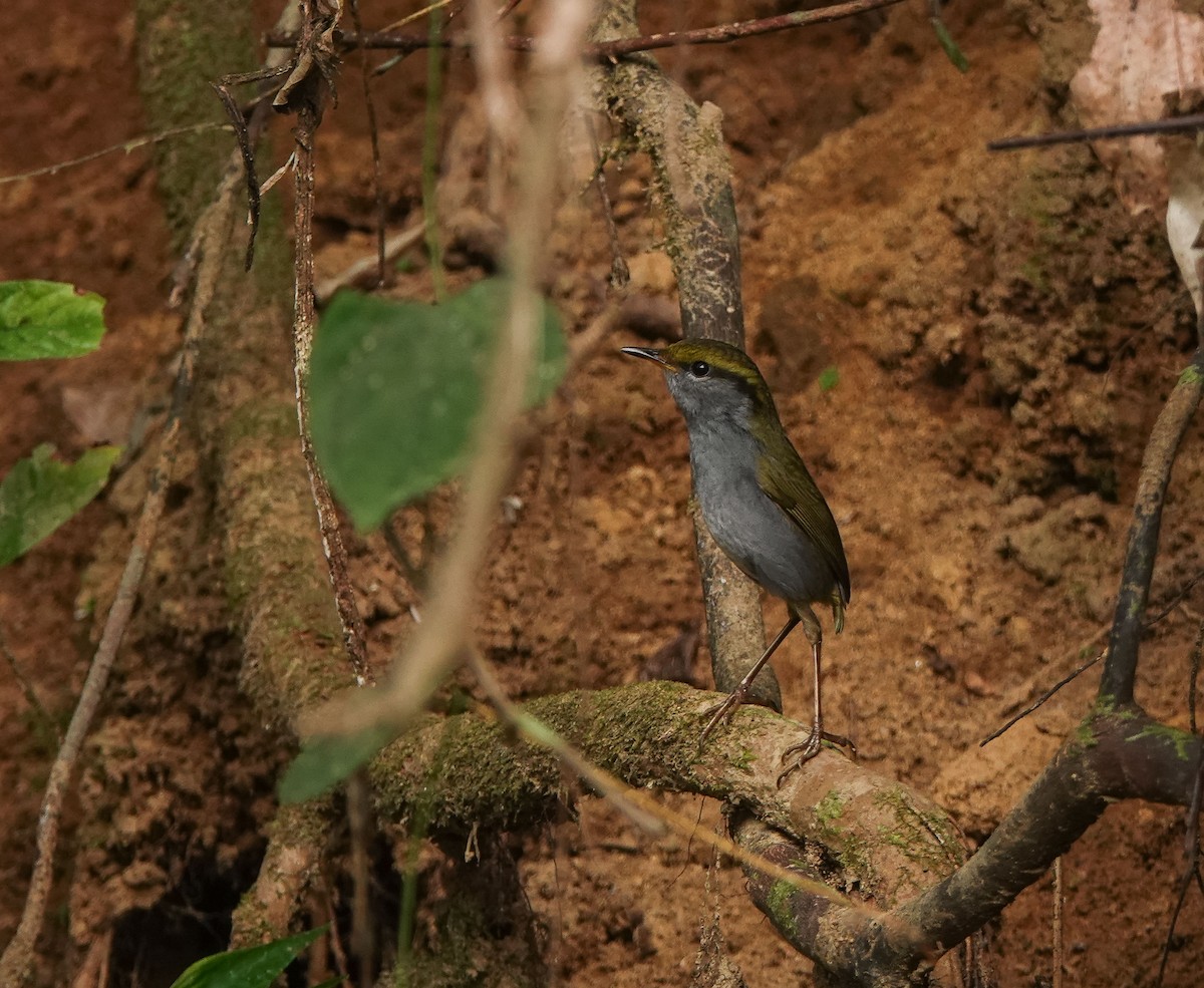 Gray-bellied Tesia - ML641423504