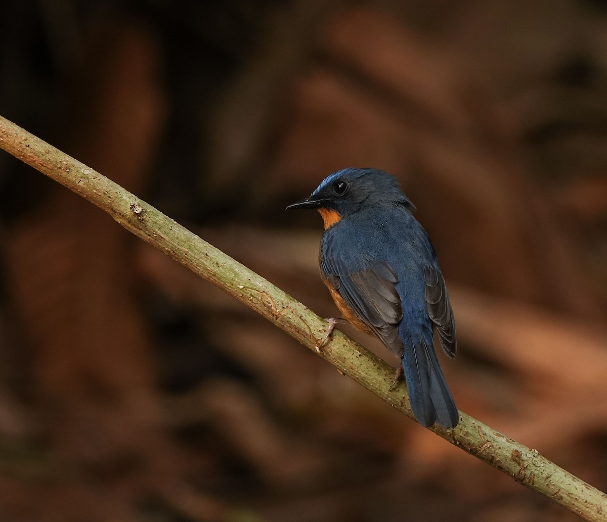 Hill Blue Flycatcher - ML641423509