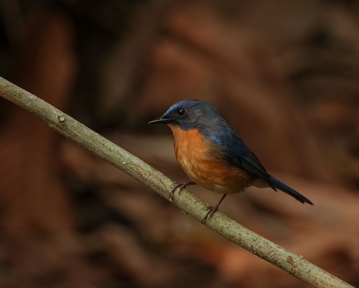 Hill Blue Flycatcher - ML641423510