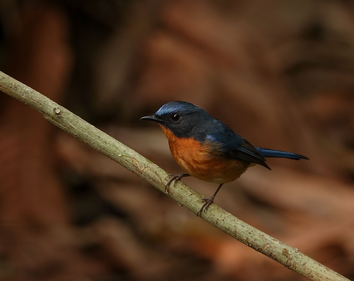 Hill Blue Flycatcher - ML641423511