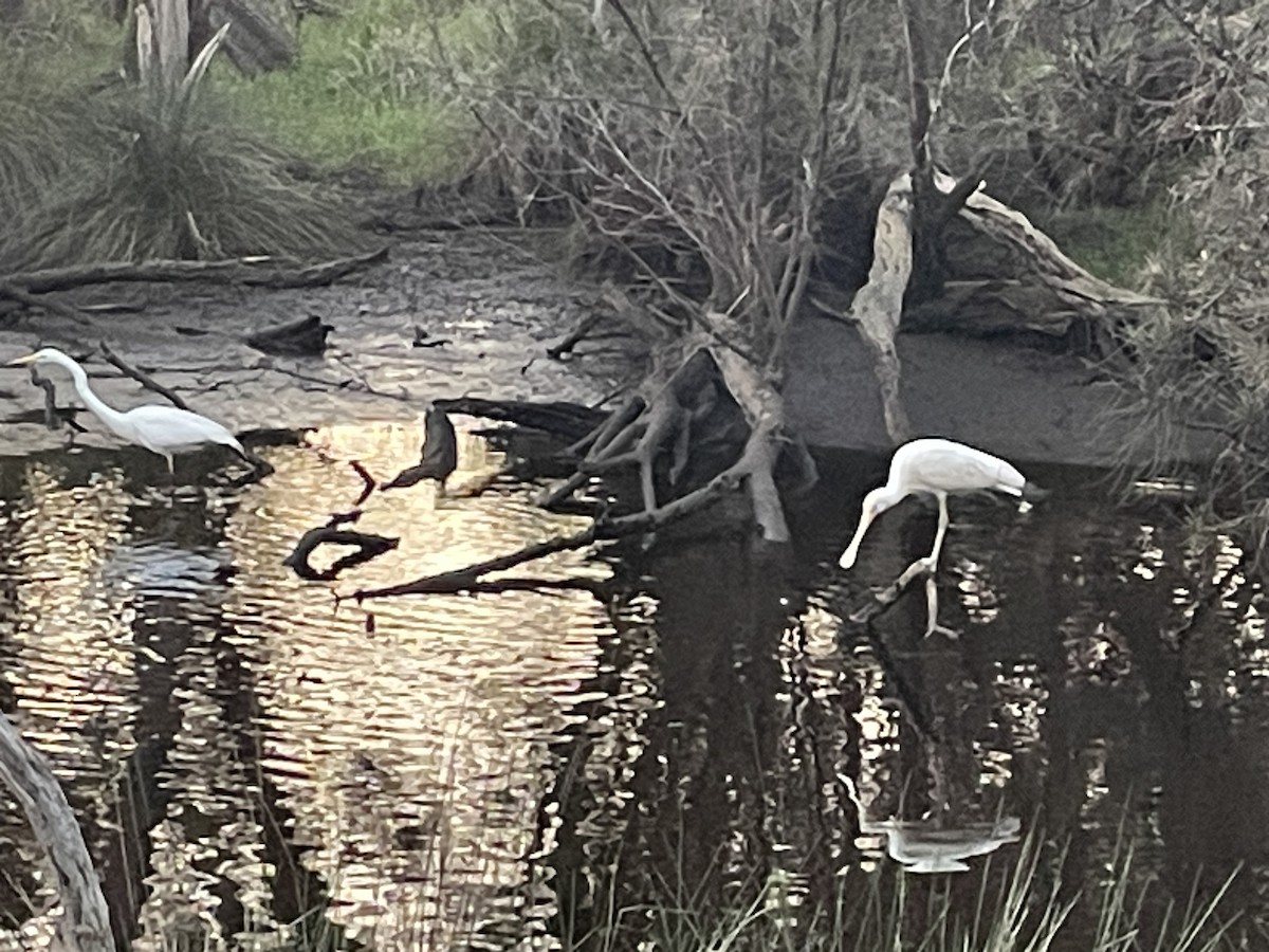 Yellow-billed Spoonbill - ML641423513