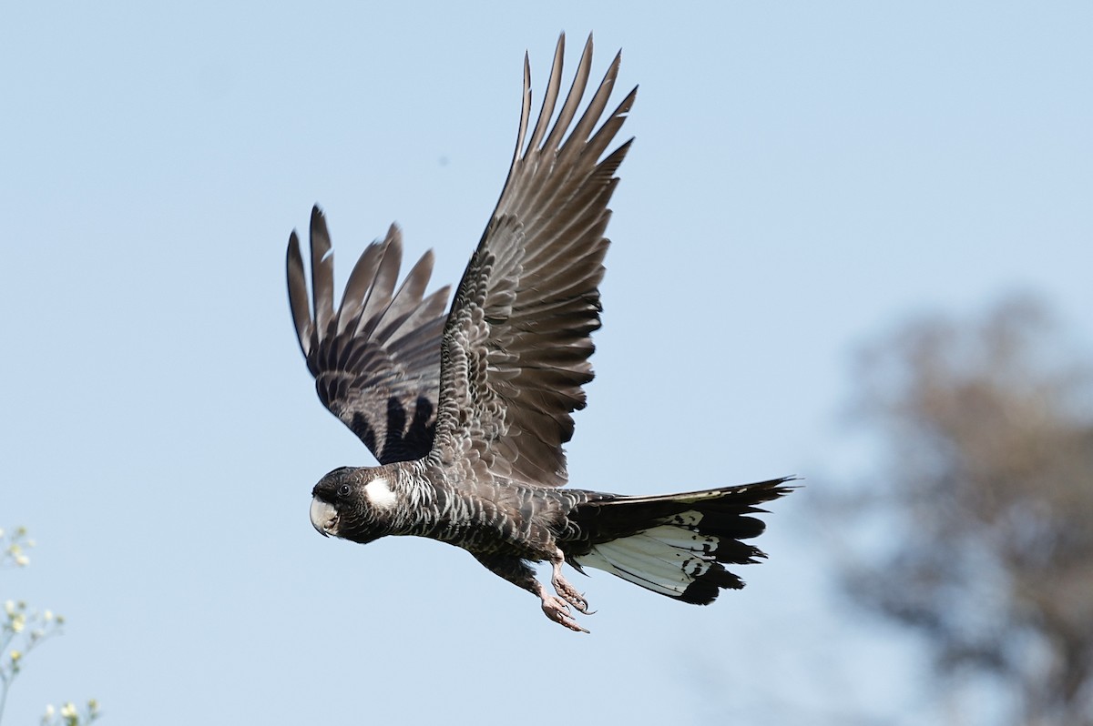 Carnaby's Black-Cockatoo - ML641423514