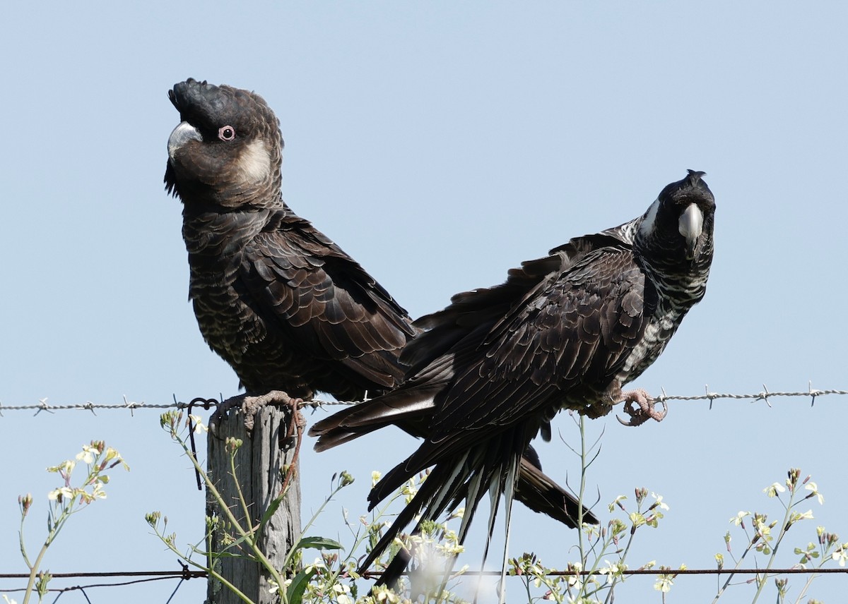 Carnaby's Black-Cockatoo - ML641423515