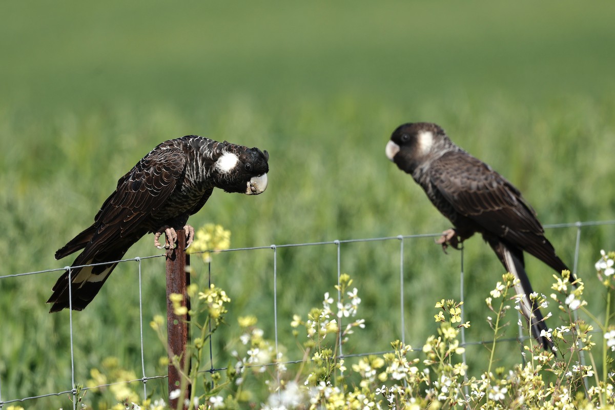 Carnaby's Black-Cockatoo - ML641423516