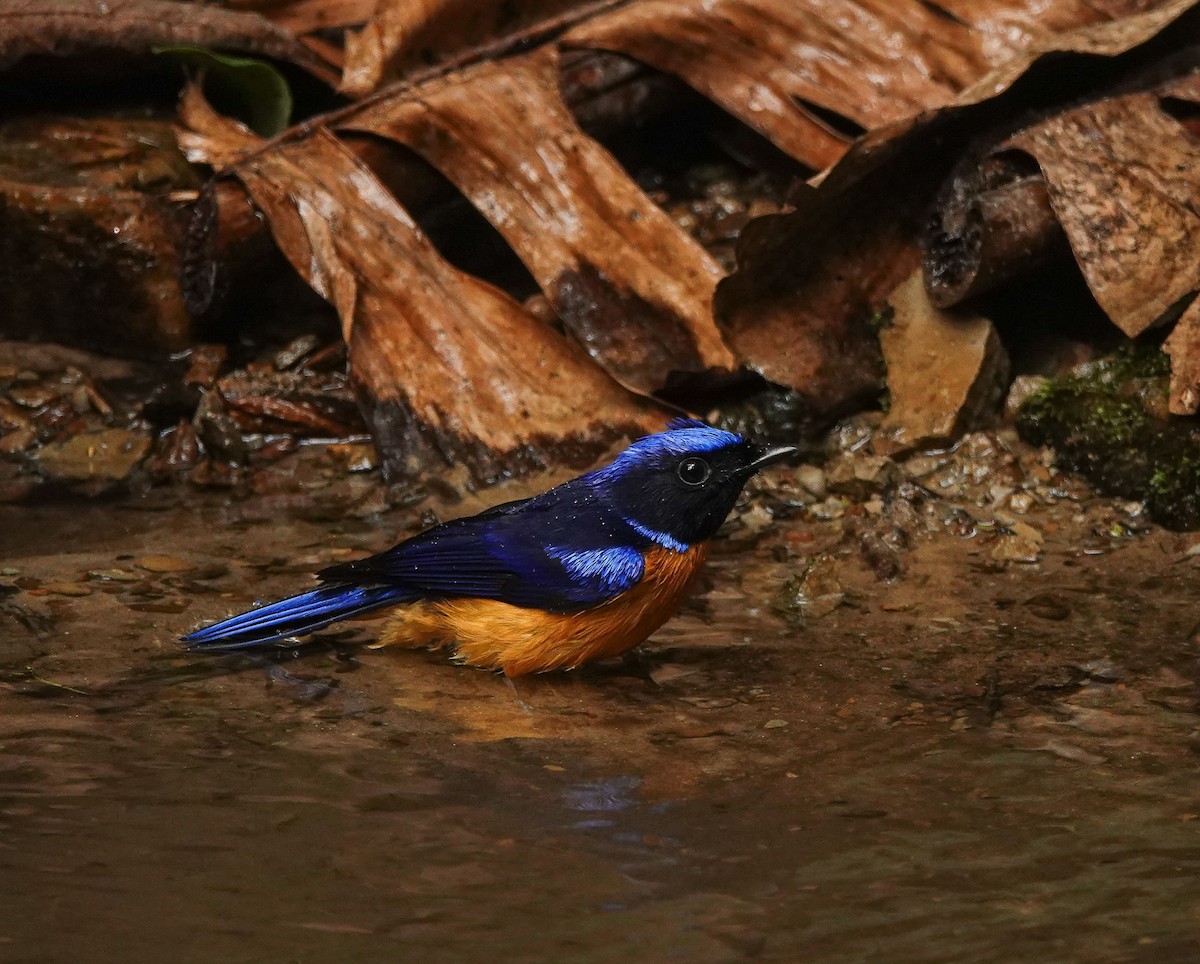 Rufous-bellied Niltava - ML641423517