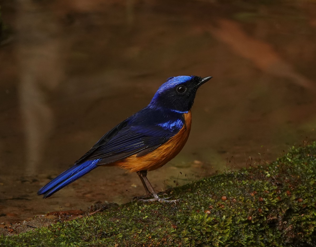 Rufous-bellied Niltava - ML641423518