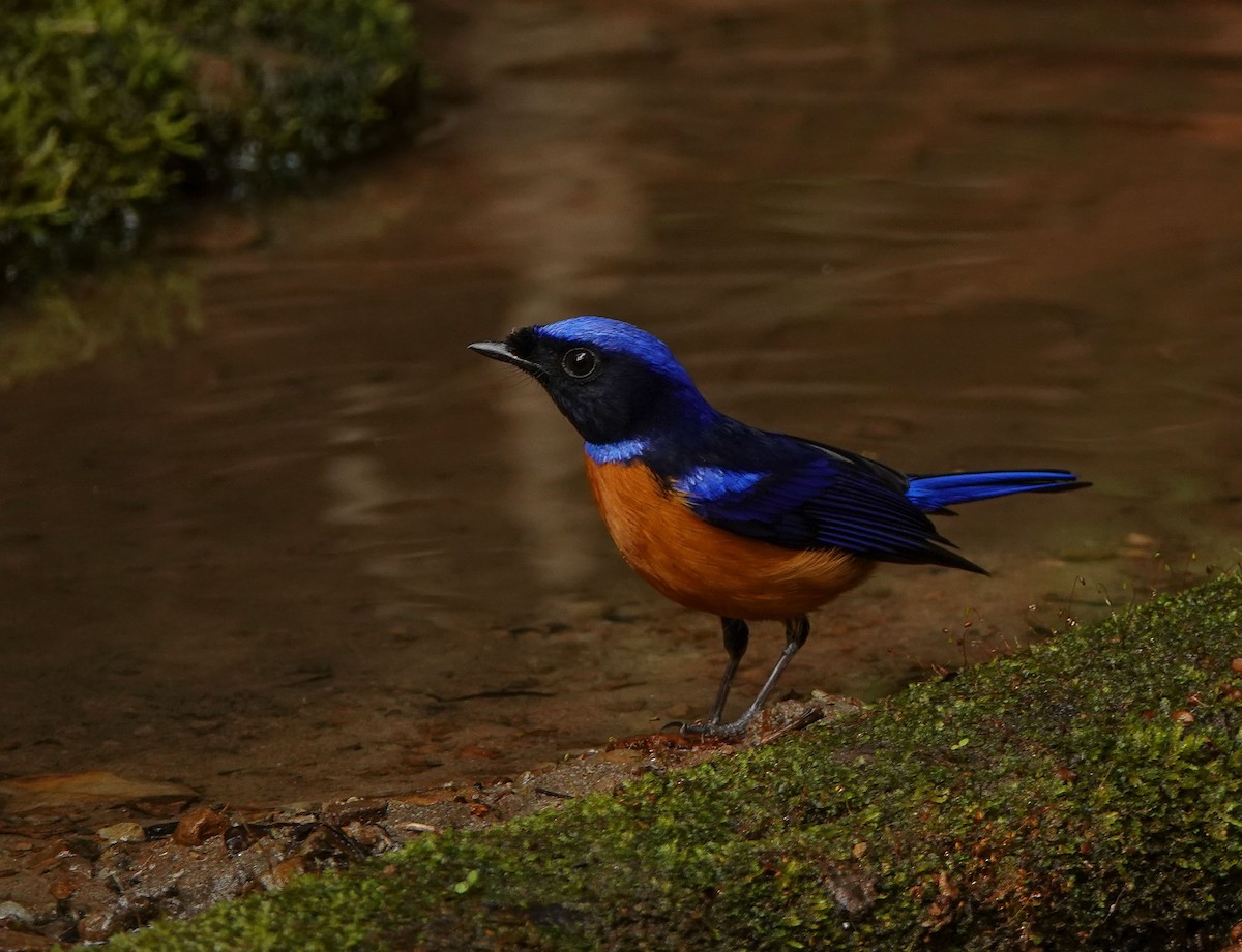 Rufous-bellied Niltava - ML641423521