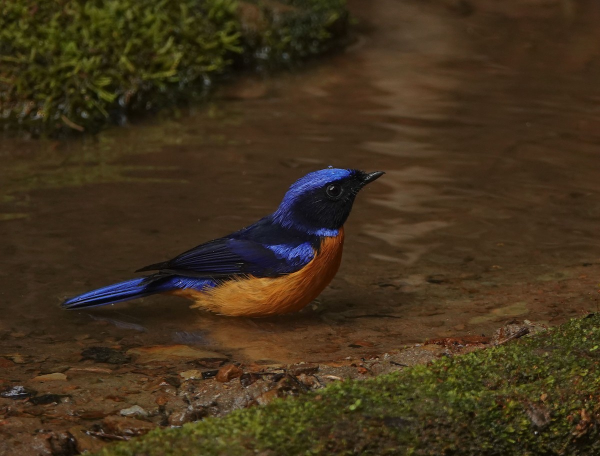 Rufous-bellied Niltava - ML641423523