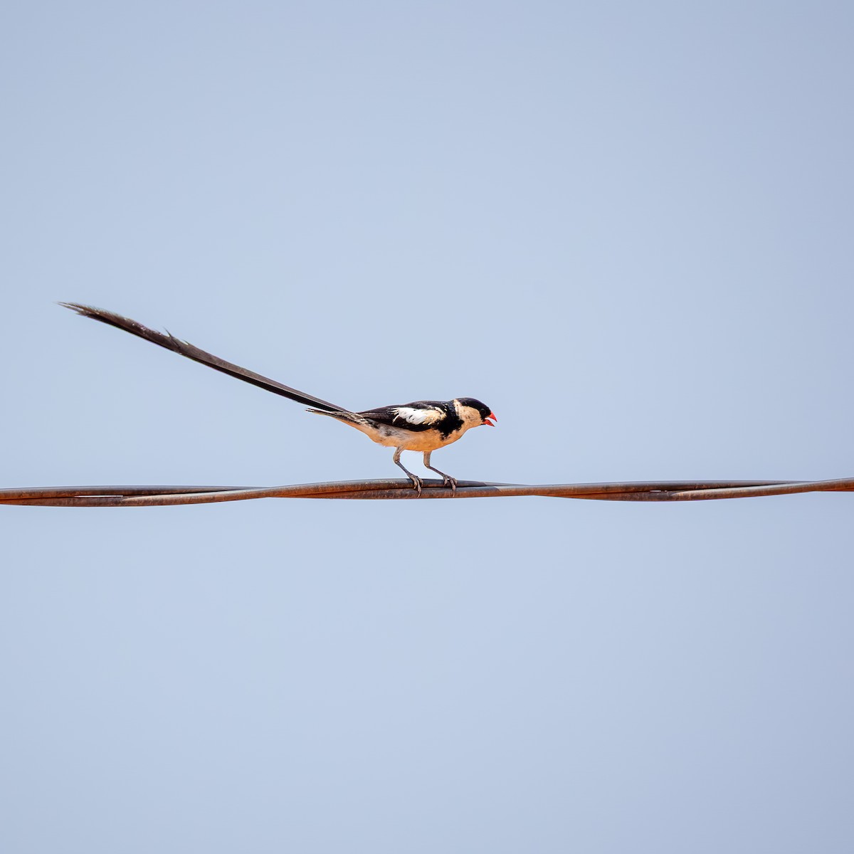 Pin-tailed Whydah - ML641423524