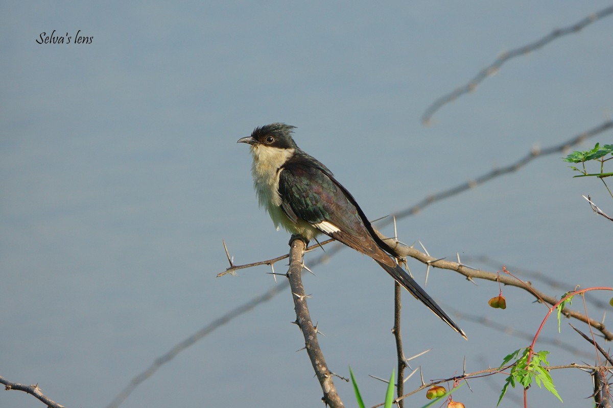 Pied Cuckoo - ML641423526