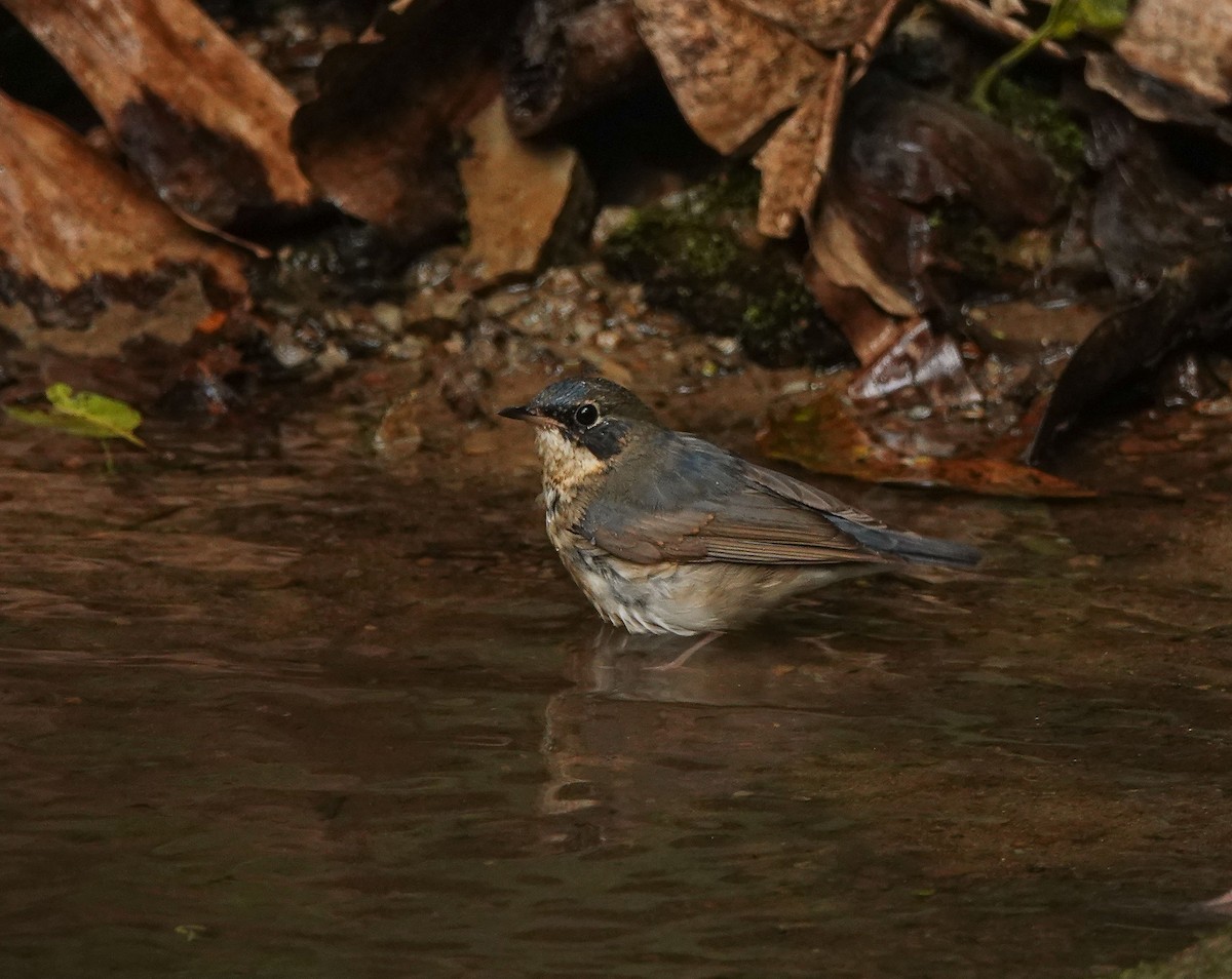 Siberian Blue Robin - ML641423528