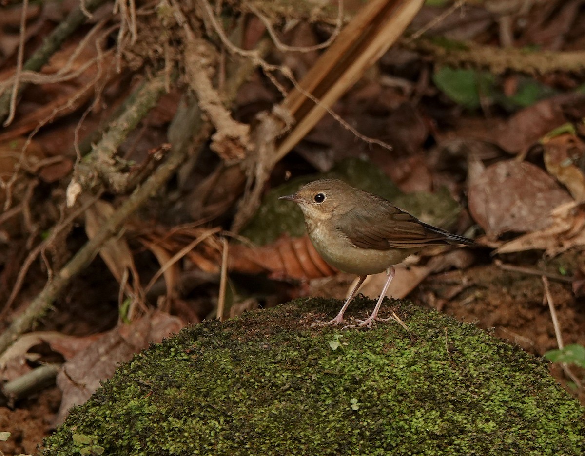 Siberian Blue Robin - ML641423529