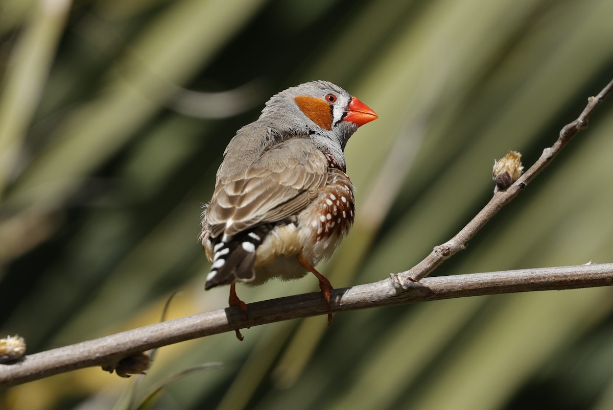 Zebra Finch (Australian) - ML641423550