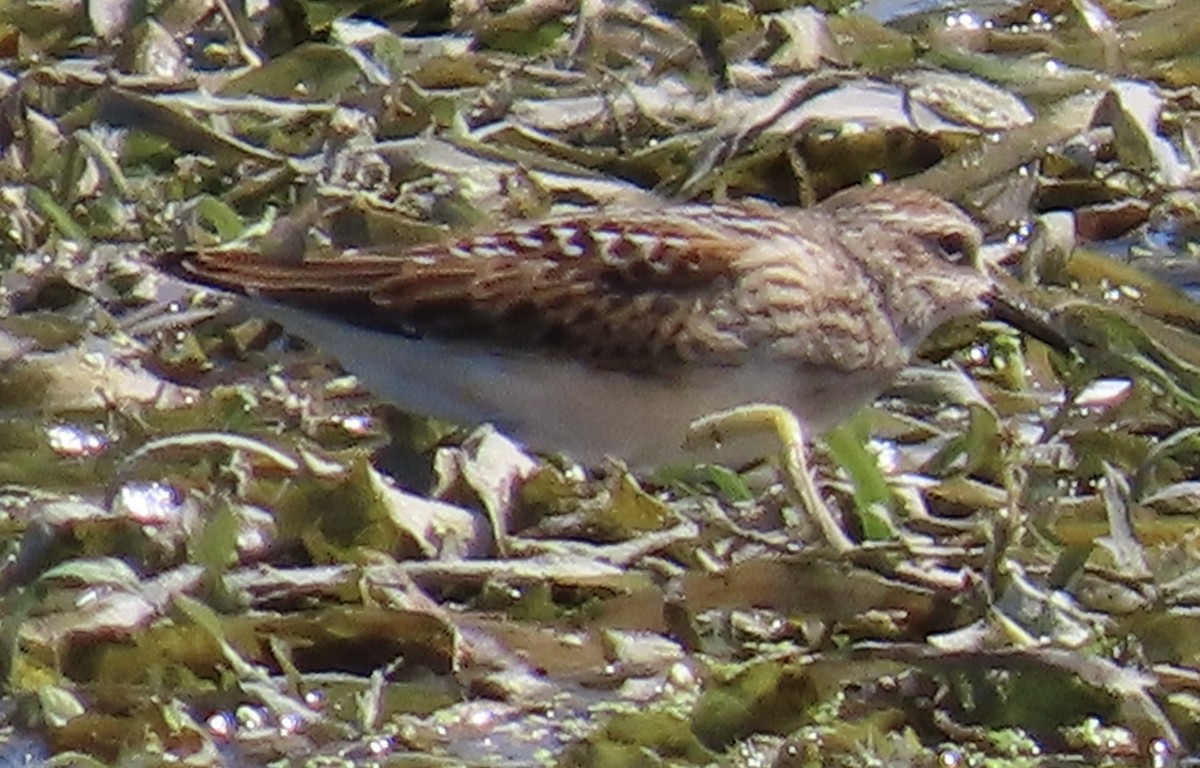 pygmésnipe - ML641423589