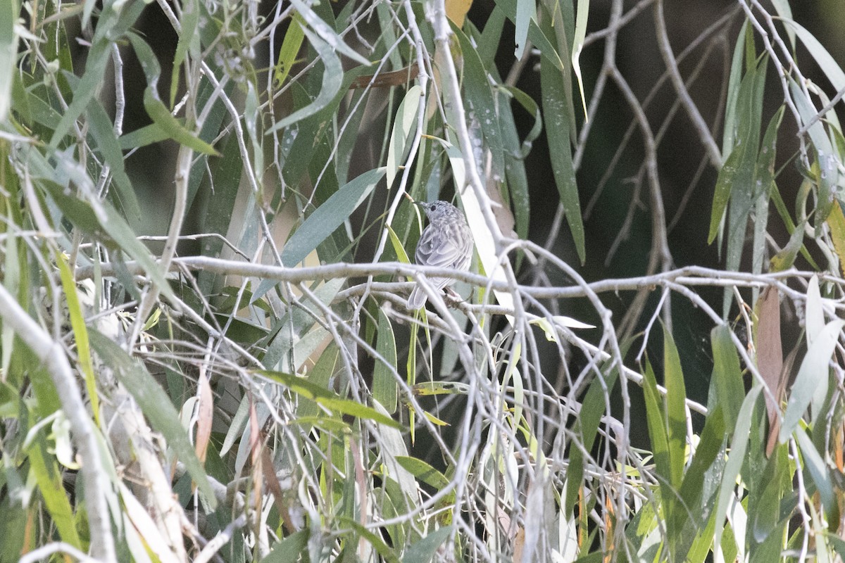 Bar-breasted Honeyeater - ML641423615