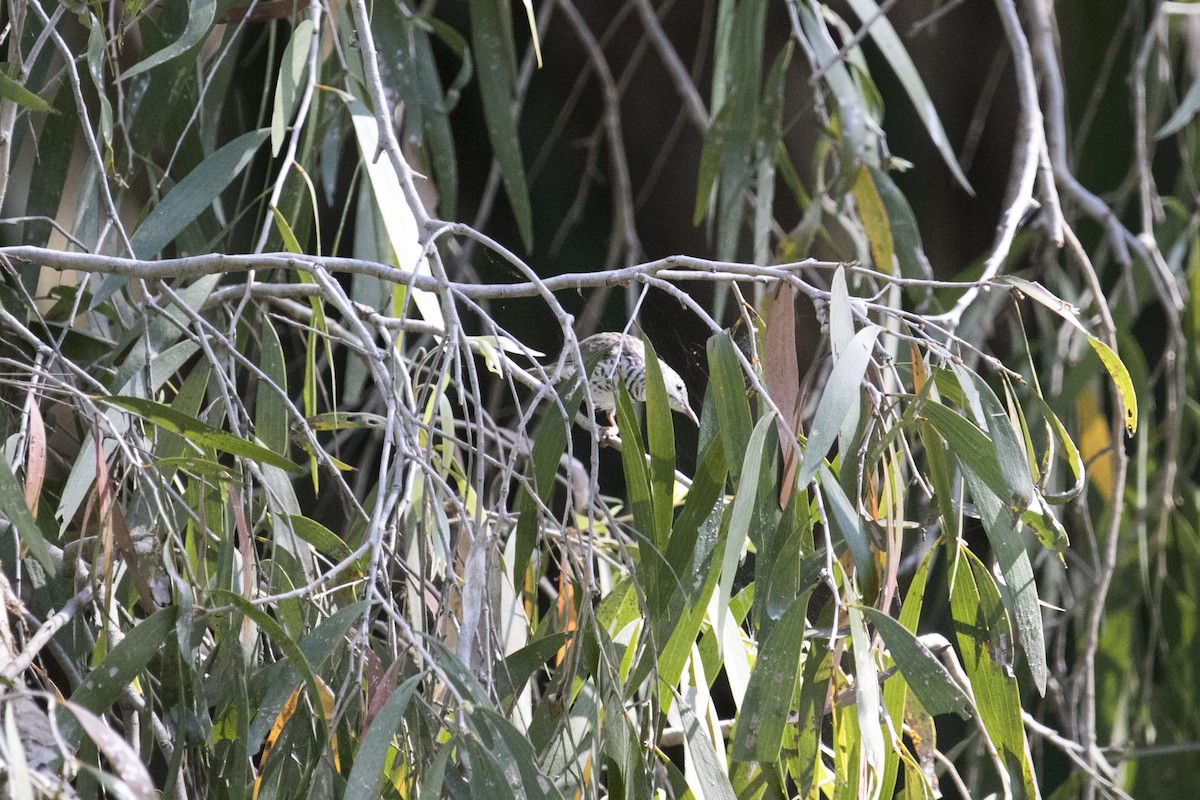 Bar-breasted Honeyeater - ML641423616