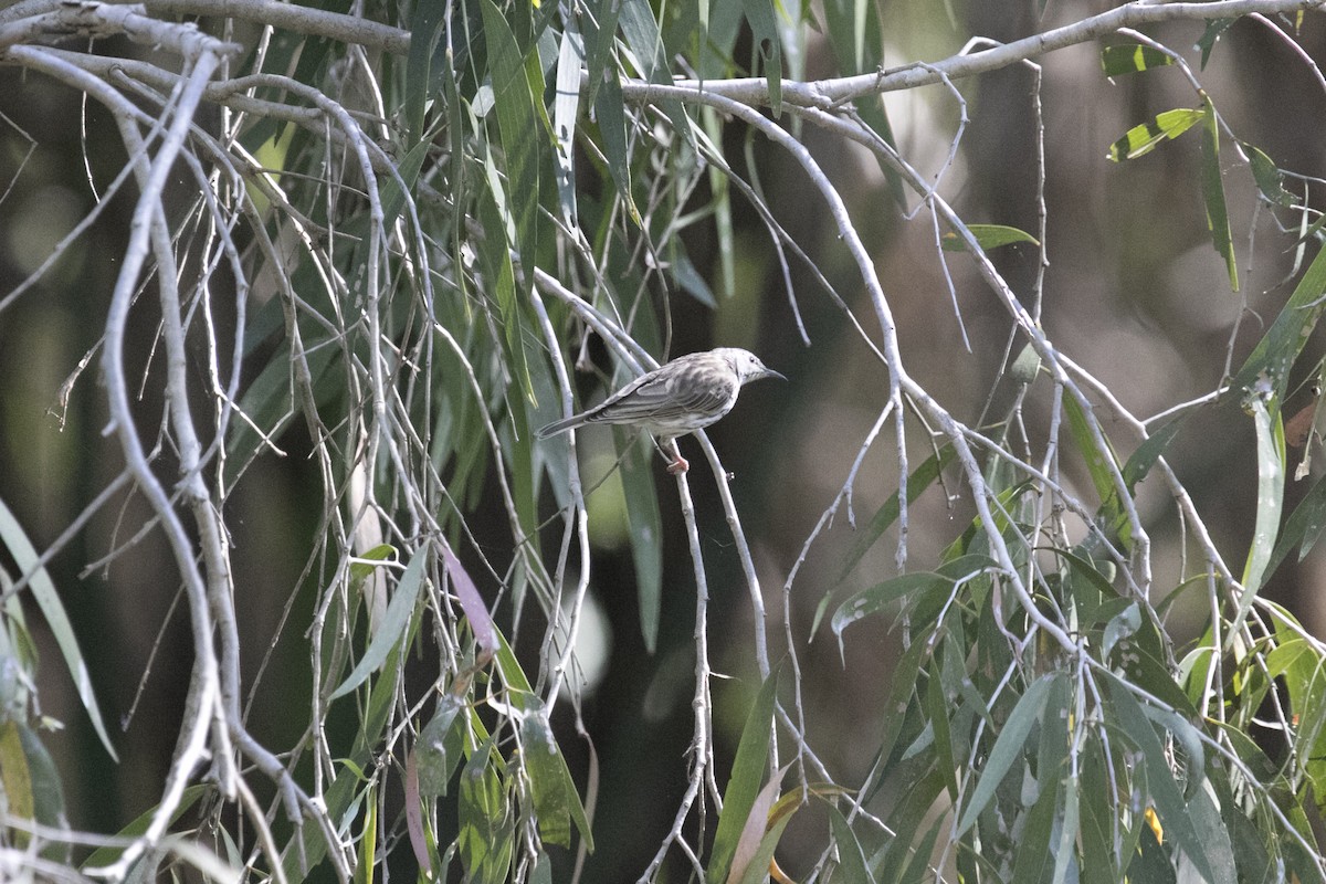 Bar-breasted Honeyeater - ML641423617