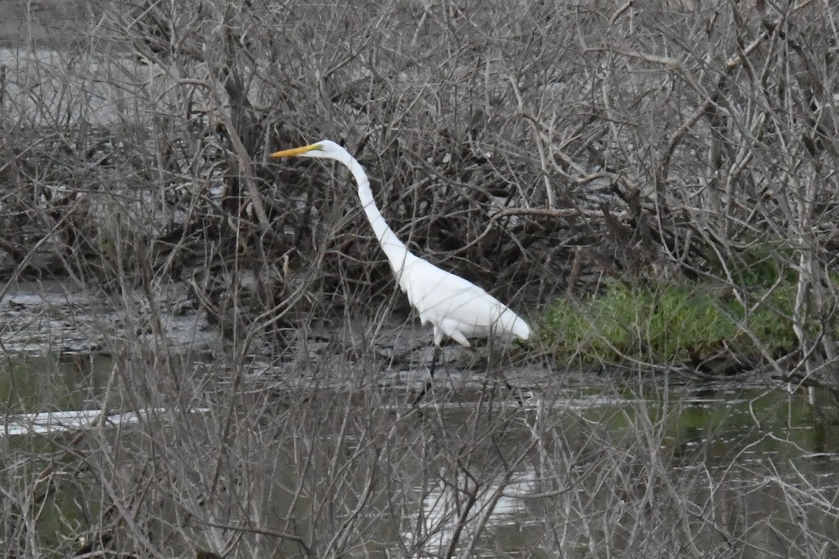 Great Egret - ML641423620