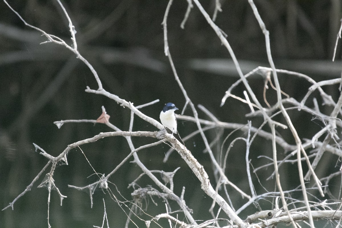 Paperbark Flycatcher - ML641423622