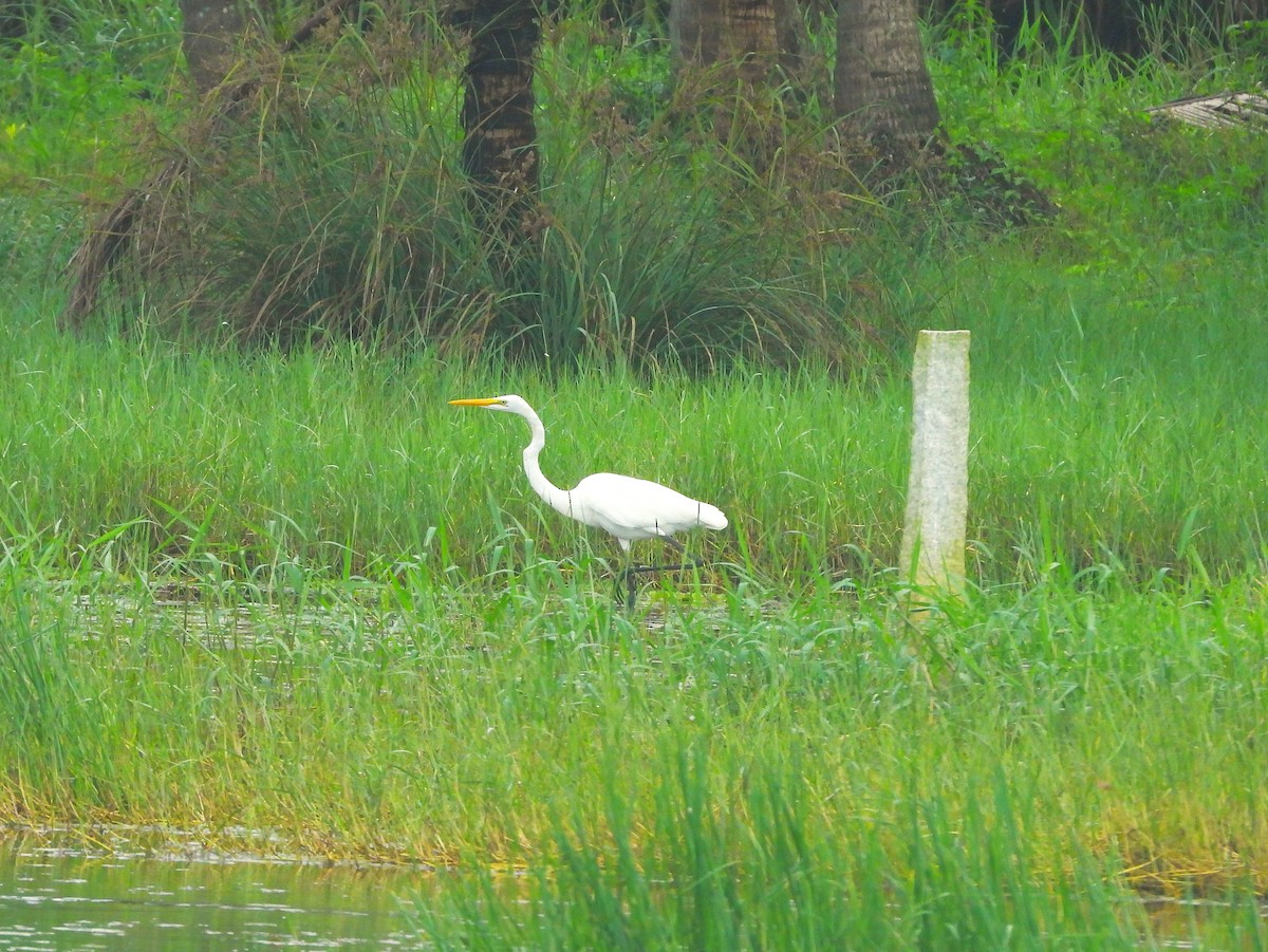 Great Egret - ML641423625