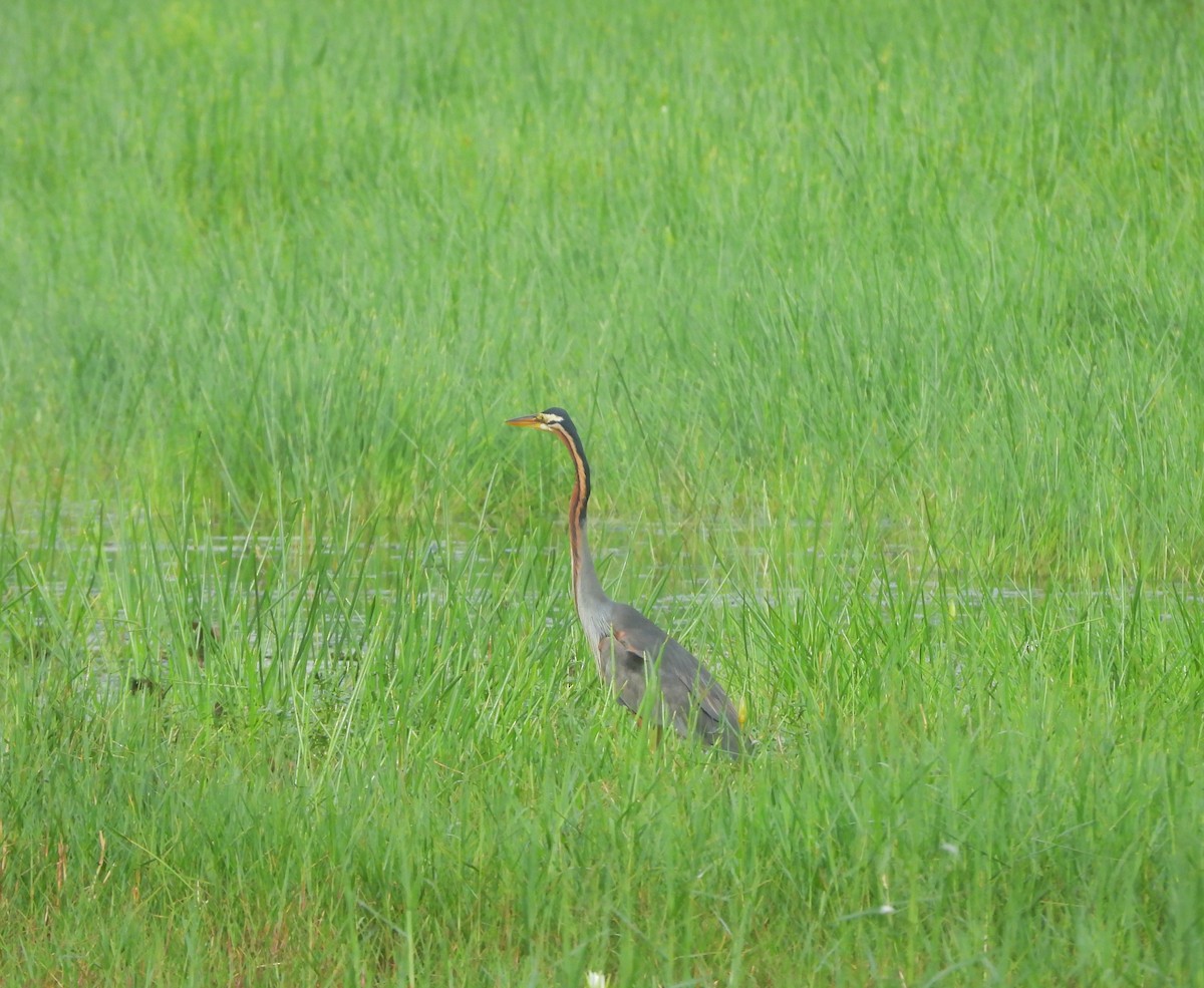 Purple Heron - ML641423628