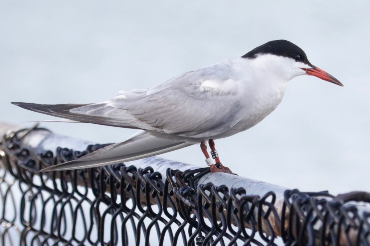 Common Tern - ML641423631