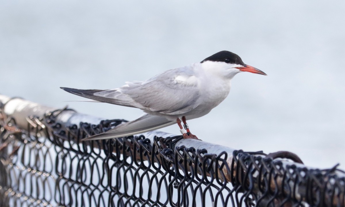 Common Tern - ML641423632