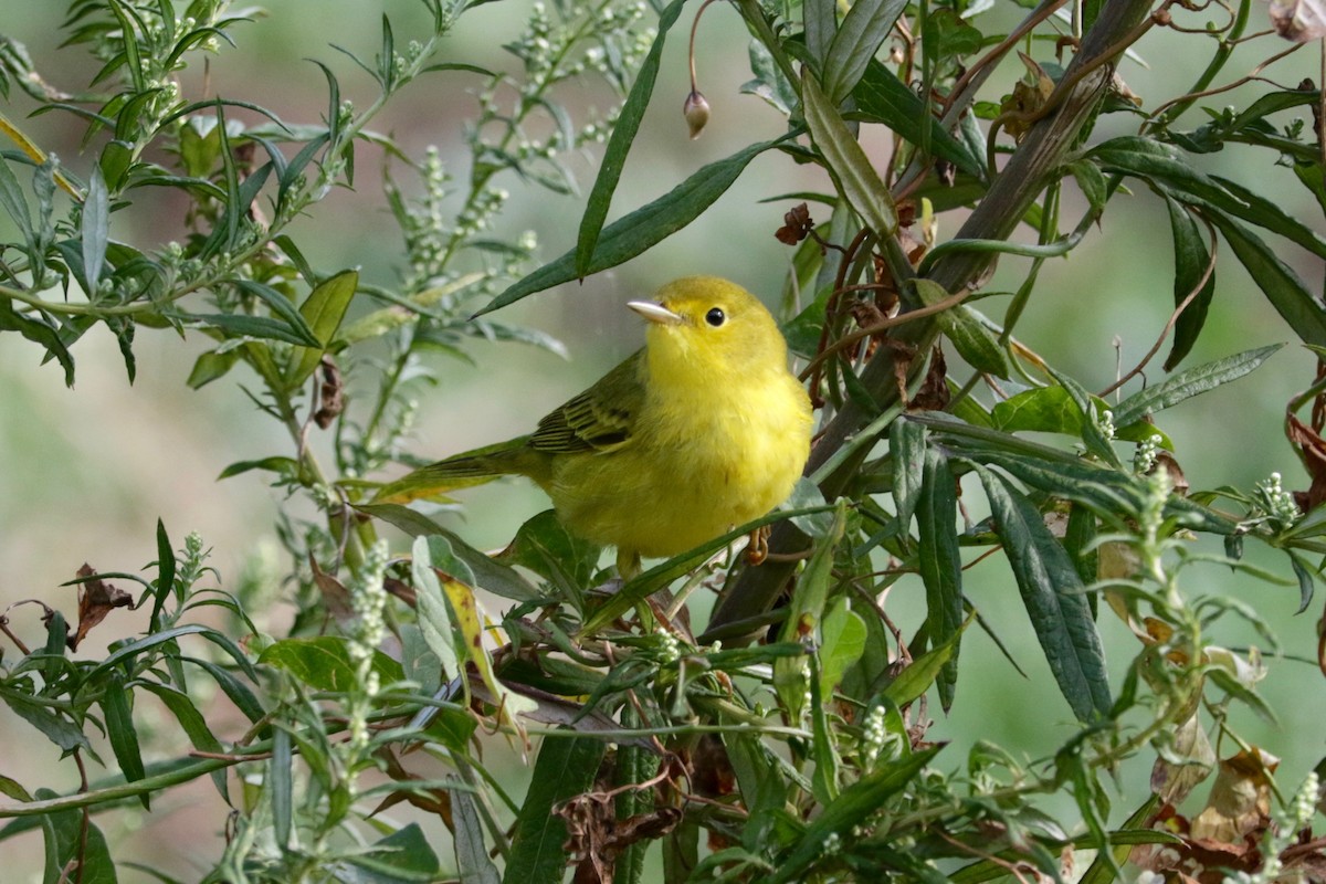 Yellow Warbler - ML641423633