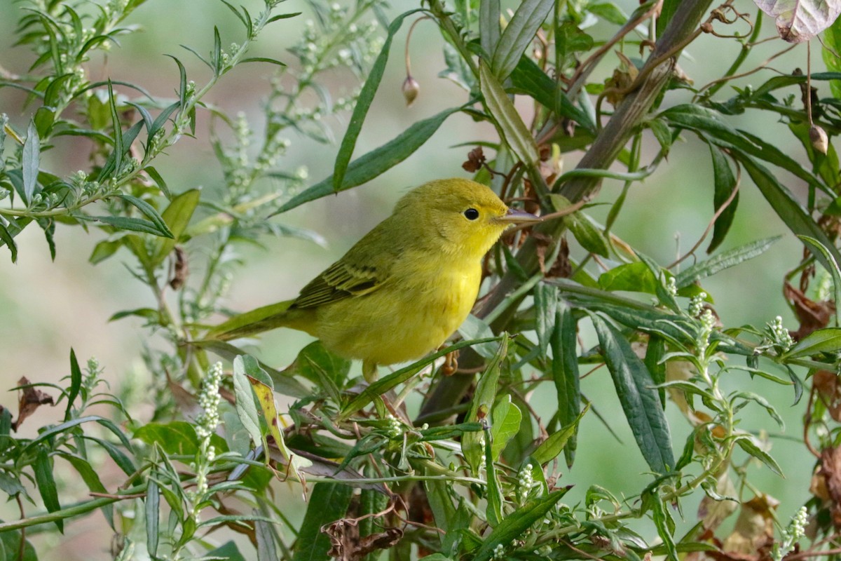 Yellow Warbler - ML641423634