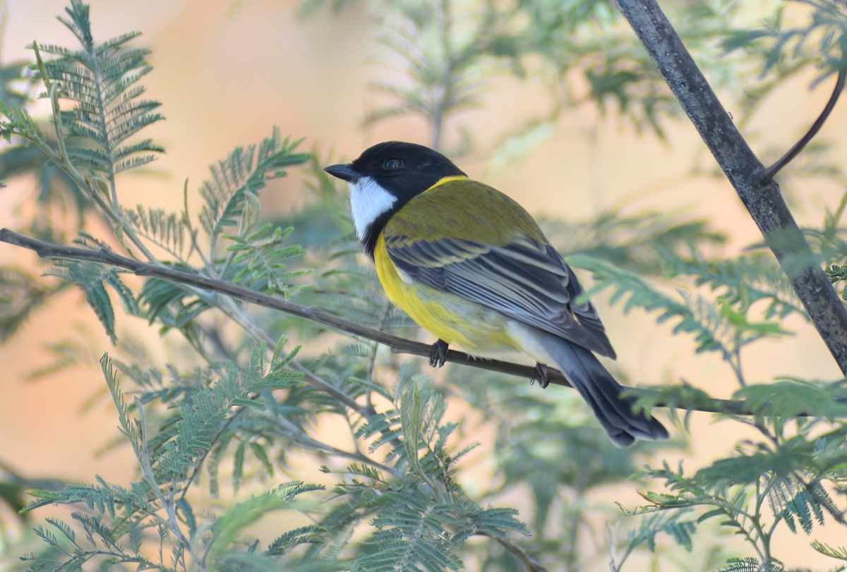 Golden Whistler (Eastern) - ML641423635