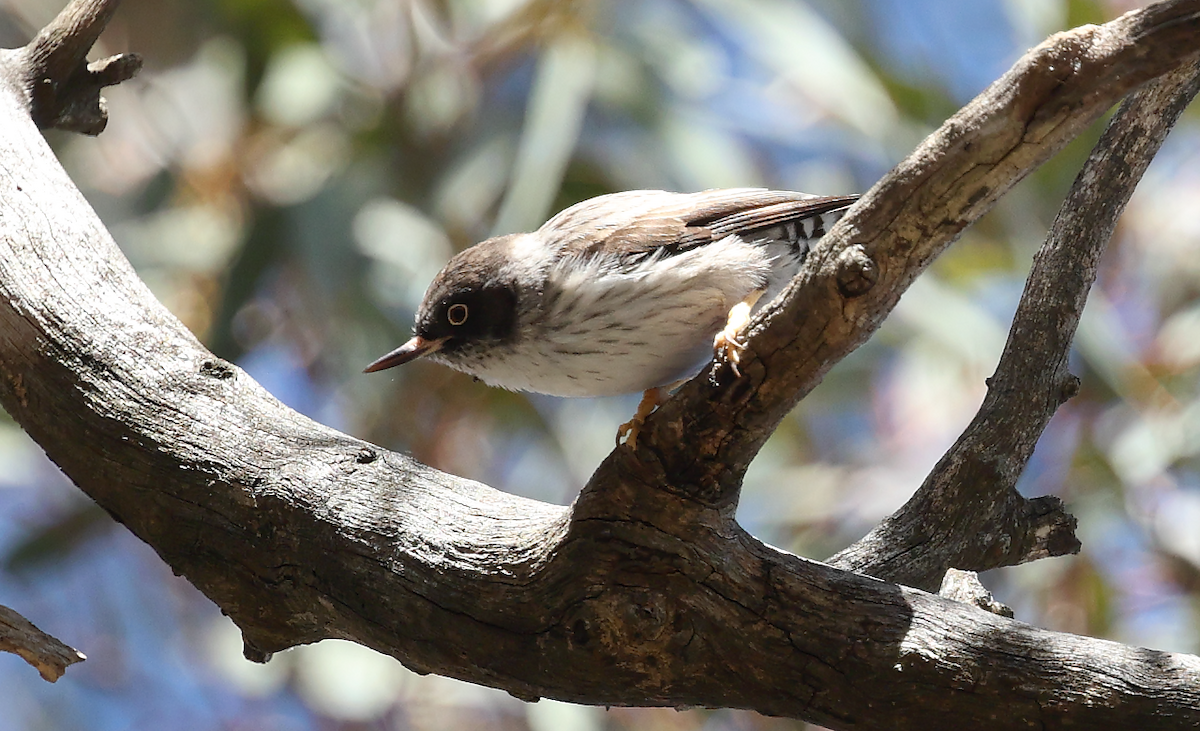 Varied Sittella - ML641423636