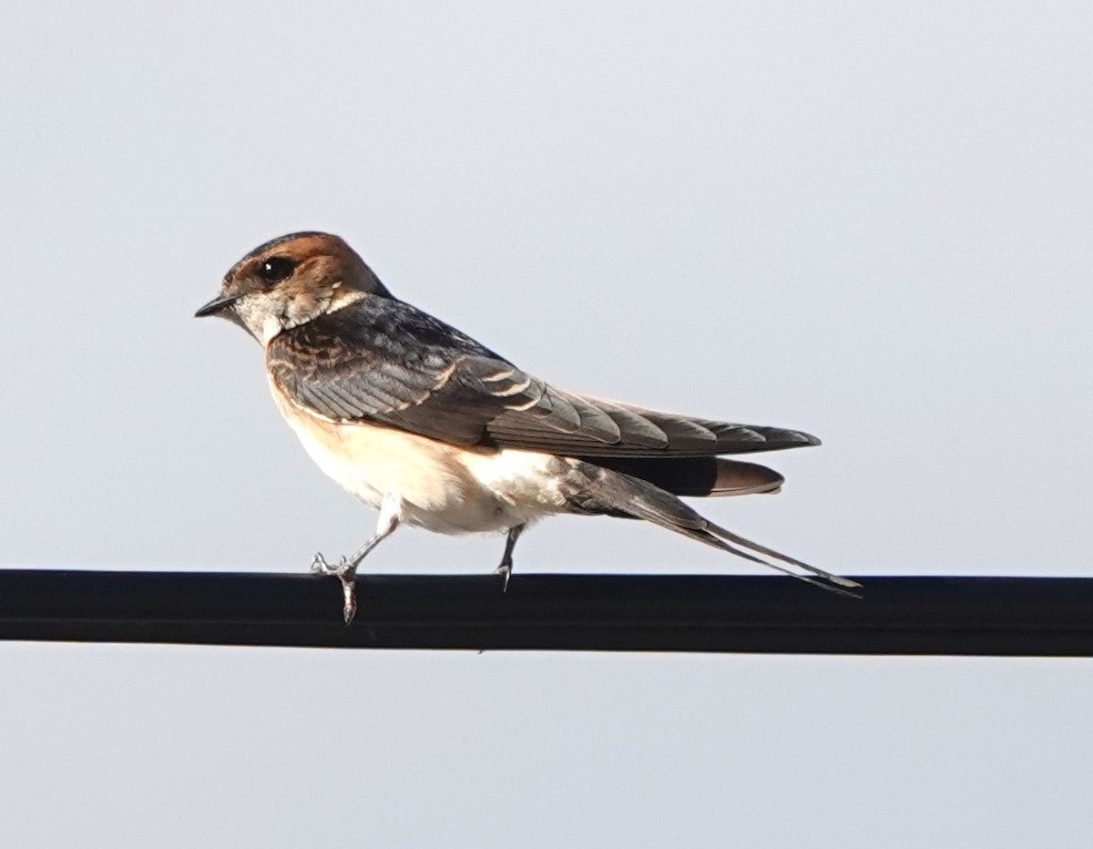 European Red-rumped Swallow - ML641423637