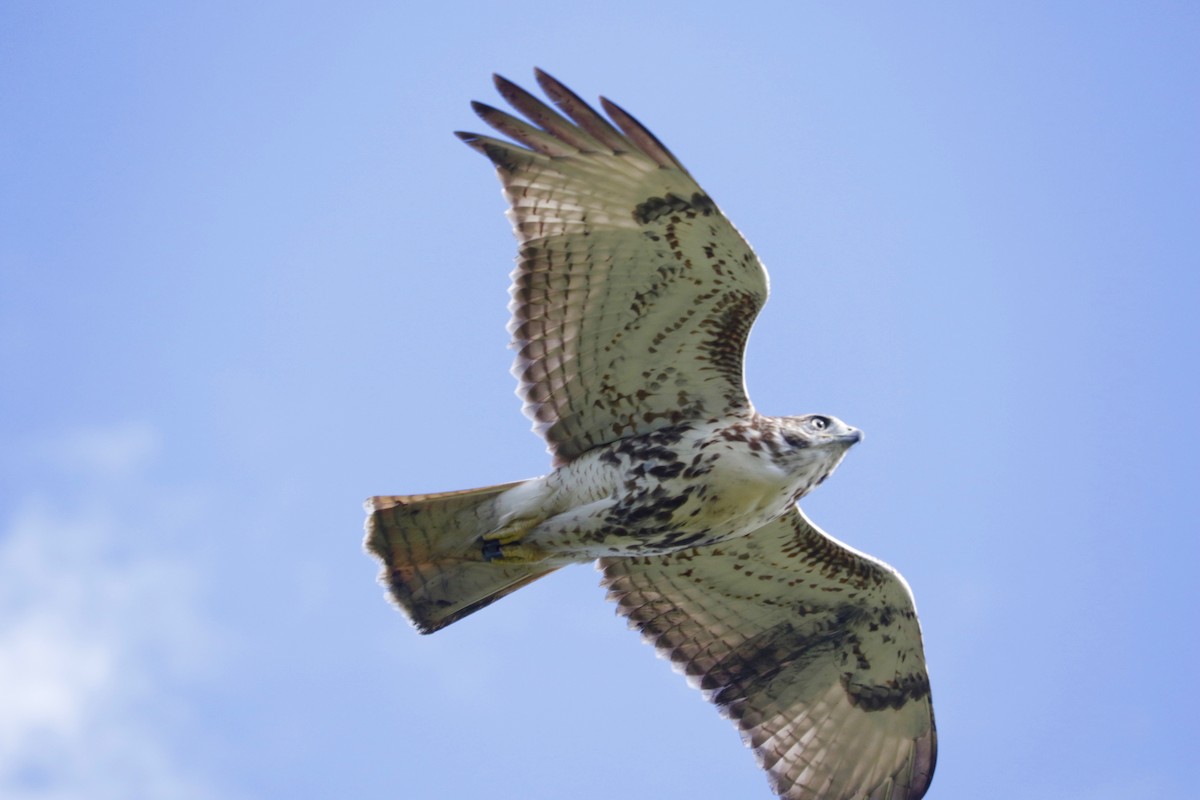 Red-tailed Hawk - ML641423638