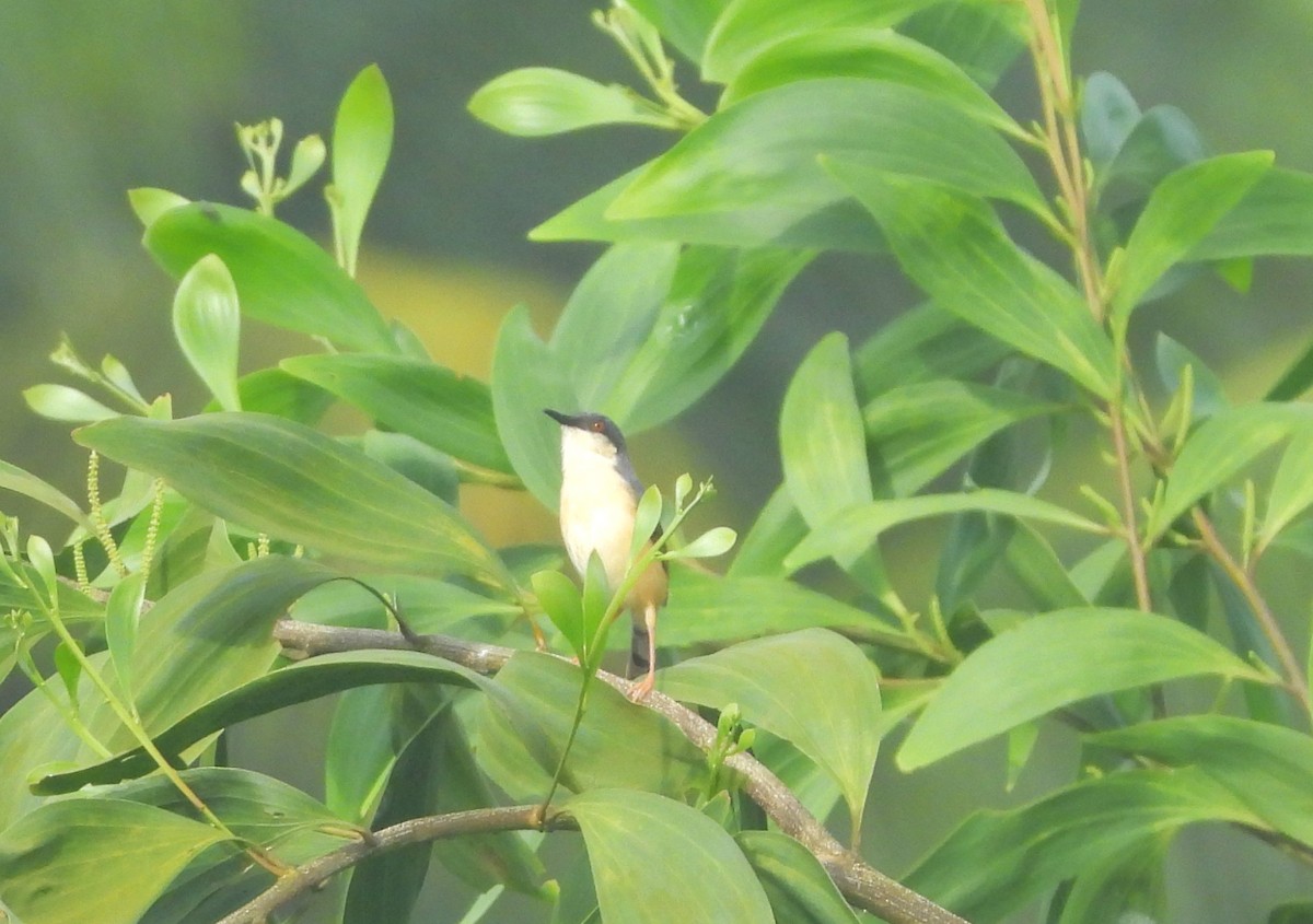 Ashy Prinia - ML641423642