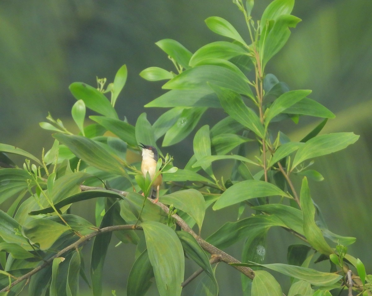 Ashy Prinia - ML641423643