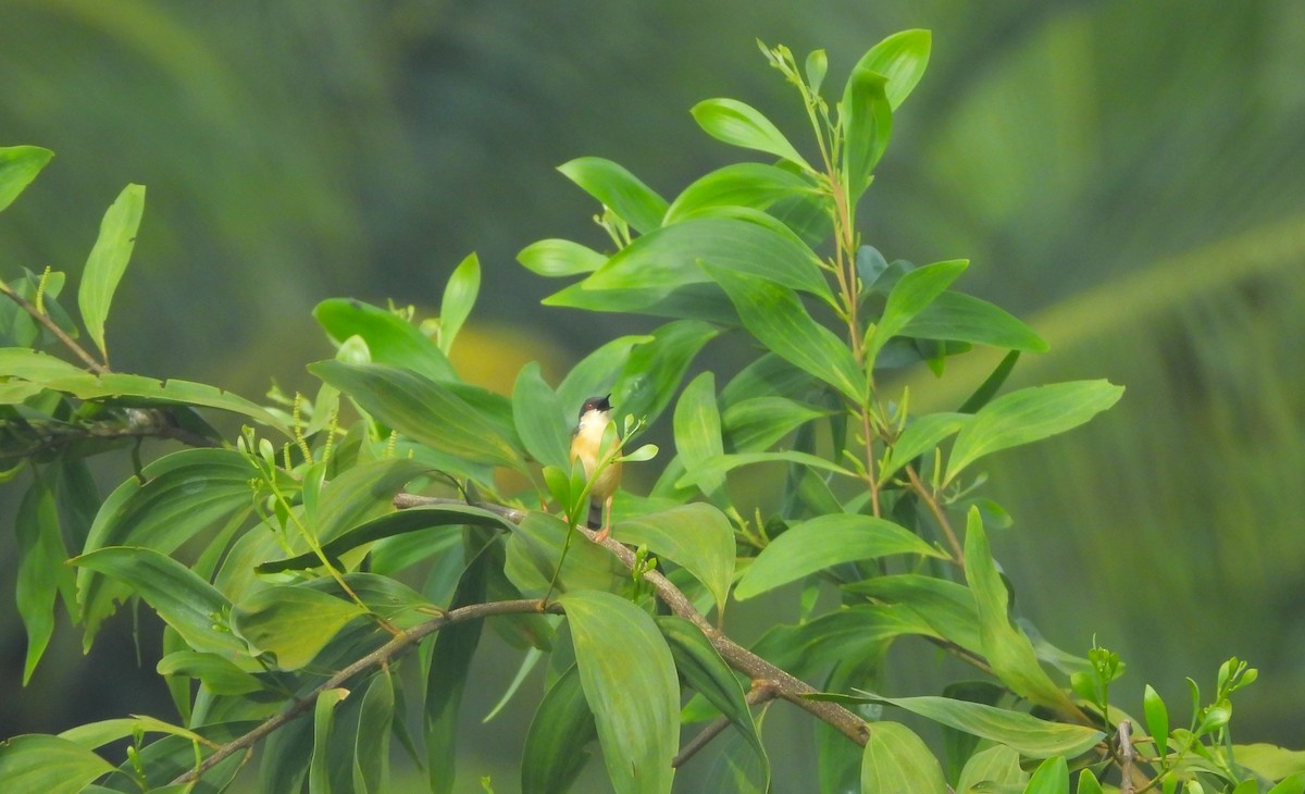 Ashy Prinia - ML641423644