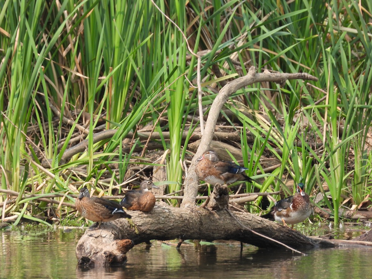 Wood Duck - ML641423652