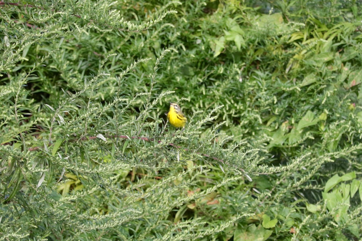 Prairie Warbler - ML641423653
