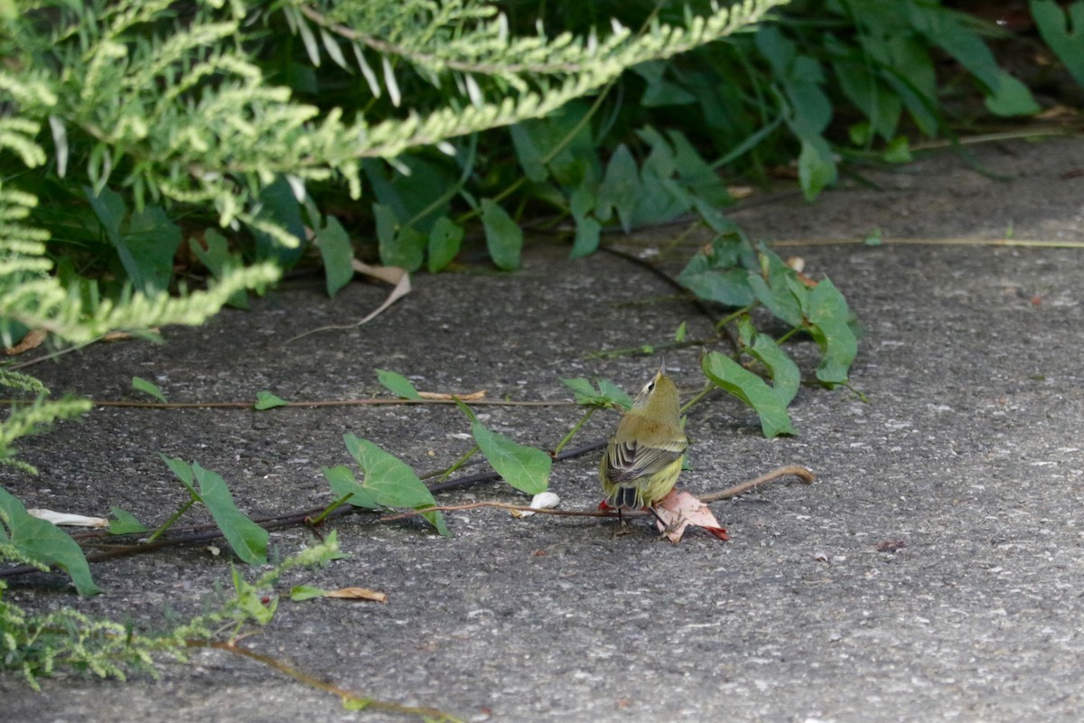 Prairie Warbler - ML641423654