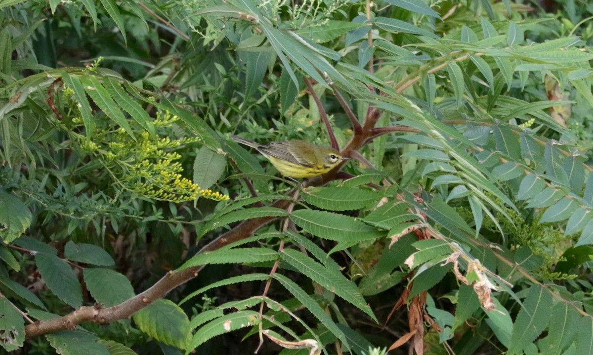 Prairie Warbler - ML641423655