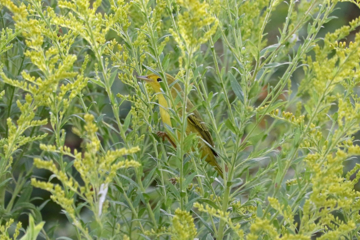Yellow Warbler (Northern) - ML641423659