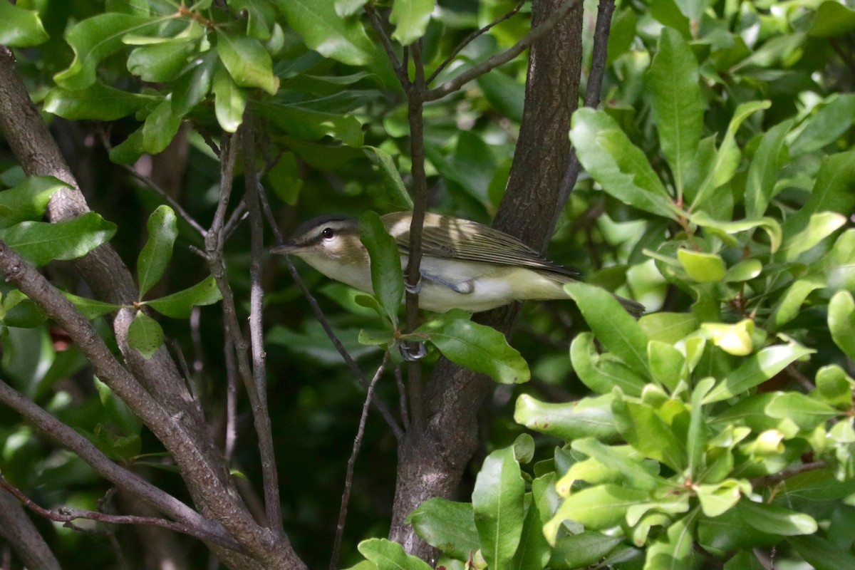 Red-eyed Vireo - ML641423671