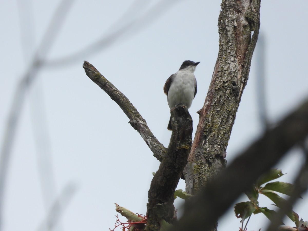 Eastern Kingbird - ML641423672